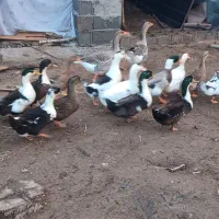 اردک|حیوانات مزرعه|رشت, لاکان|دیوار