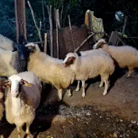 فروش ۶ راس گوسفند جوان
