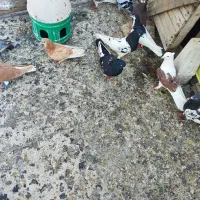 رنگی|پرنده|خرمشهر, |دیوار