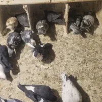 ۲۵ تا مخلوط|پرنده|مشهد, محمدآباد|دیوار