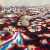 زوعه مار مصری