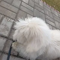 سگ شیتزو|سگ|مشهد, جاهد شهر|دیوار