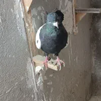 سینه مشکی ماده