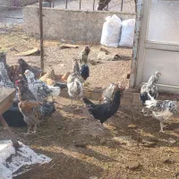 خروس نژاد دار