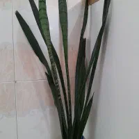 گل سانسوریا بزرگ