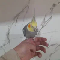 عروس هلندی دستی معاوضه با عروس ماده البینو