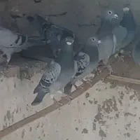 12جفت کبوتر  مسافتی ناجلد|پرنده|سراوان, |دیوار