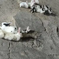 ۲۴ عدد خرگش برا فروش