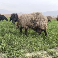 شیشک و میش داشتی