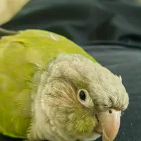 گمشده گرنچیک