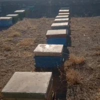 کندو خالی|لوازم جانبی حیوانات|خزل, |دیوار