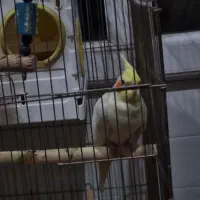 عروس هلندی  جفت