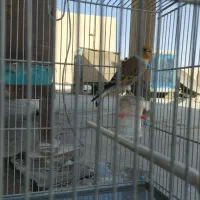 سهره قناری شاه تخم|پرنده|ری, دیلمان|دیوار