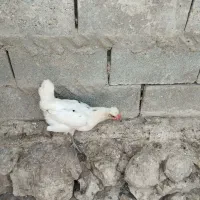 سلام فروش تخم مرغ گلین اصل