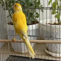قناری نر رسمی طلایی کشیده عروسک جوان بخون