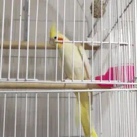 عروس هلندی فروشی|پرنده|قم, شهید صیاد شیرازی|دیوار