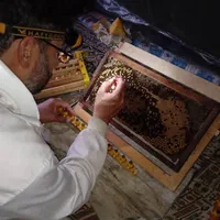 ژل رویال ایرانی  شاه انگبین ، Royal jelly|خوردنی و آشامیدنی|قم, سراجه (۱۵ خرداد)|دیوار