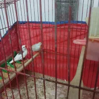 فنج