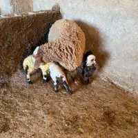 فروشی بره ماده وکهره|حیوانات مزرعه|کرمان, |دیوار