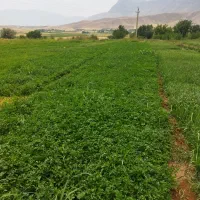سبزیکاری‌لیلمانج‌احمدی