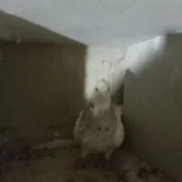 طوقی خال سیا ماده|پرنده|رزن, |دیوار