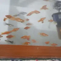 فروش ماهی واکواریم|ماهی|سبزوار, نواب صفوی|دیوار