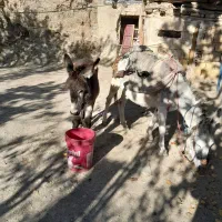 اولاغ ماده جوان با کره