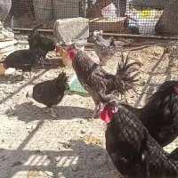 ۷ تا خروس لهستانی فروشی