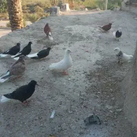 کبوتر|پرنده|اهواز, دغاغله|دیوار