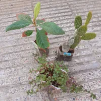 سانسوریا . شمعدانی. مرجان . برندیسی  وگلهای دیگر|حراج|گرگان, |دیوار