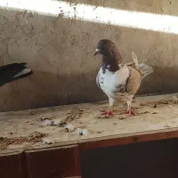 کبوتر پرشی معاوضه بامرغ یا غاز هم دارم