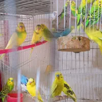 انواع پرنده ‌مرغ‌عشق کوتوله‌عروس متو قناری‌گرینچیک