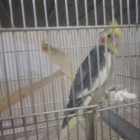 کلش ، کالاف ، فری فایر طاق|کنسول، بازی ویدئویی و آنلاین|قم, سراجه (۱۵ خرداد)|دیوار