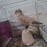 کفتر ساری مایا