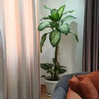 گل آپارتمانی|گل و گیاه طبیعی|اردبیل, |دیوار