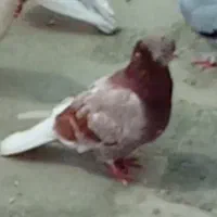 کبوتر باخت خورده