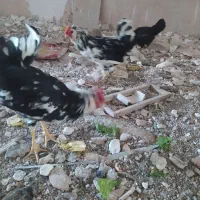 دوعددخروس گلین به فروش میرسه