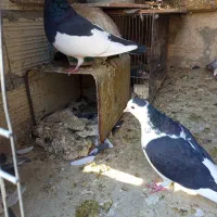 کبوتر یال دم نر .ماده پشتی|پرنده|شیراز, شیخ علی چوپان|دیوار