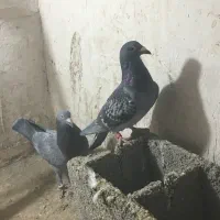 کفتر پولکی|پرنده|بیرجند, |دیوار