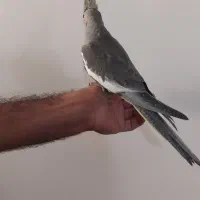 عروس هلندی ۴۰ روزه رام دانخور