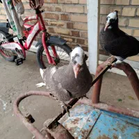 کبوتر|پرنده|گتوند, |دیوار