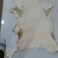 پوست گوساله تودلی زیر انداز