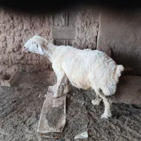میش