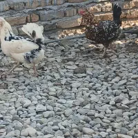 تخم گلین از مولدهای با کیفیت|حیوانات مزرعه|انبارآلوم, |دیوار