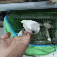 فنچ مولد با جوجه