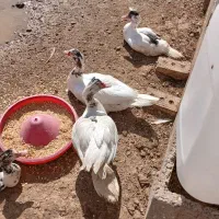 اردک شمالی سیکا