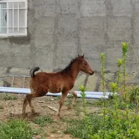 مادیان شکم طلا با کره
