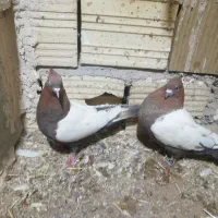 کفتر کبوتر سینه سار کرمونی سار هفترنگ