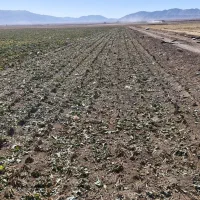 فروش چغندر قند دامی