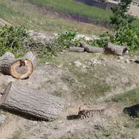 خریدهرنوع چوب|خدمات باغبانی و درختکاری|نیشابور, شهرک رسولی|دیوار